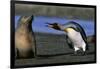 King Penguin Confronting Unconcerned Fur Seal-Paul Souders-Framed Photographic Print