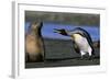 King Penguin Confronting Unconcerned Fur Seal-Paul Souders-Framed Photographic Print