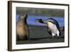 King Penguin Confronting Unconcerned Fur Seal-Paul Souders-Framed Photographic Print