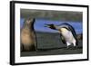 King Penguin Confronting Unconcerned Fur Seal-Paul Souders-Framed Photographic Print