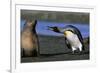 King Penguin Confronting Unconcerned Fur Seal-Paul Souders-Framed Photographic Print