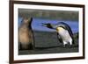 King Penguin Confronting Unconcerned Fur Seal-Paul Souders-Framed Photographic Print