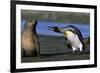 King Penguin Confronting Unconcerned Fur Seal-Paul Souders-Framed Photographic Print
