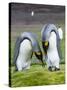 King Penguin, Falkland Islands, South Atlantic. Courtship Display-Martin Zwick-Stretched Canvas