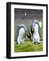 King Penguin, Falkland Islands, South Atlantic. Courtship Display-Martin Zwick-Framed Photographic Print