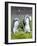 King Penguin, Falkland Islands, South Atlantic. Courtship Display-Martin Zwick-Framed Photographic Print