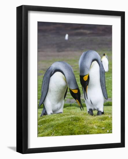 King Penguin, Falkland Islands, South Atlantic. Courtship Display-Martin Zwick-Framed Photographic Print