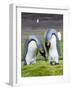 King Penguin, Falkland Islands, South Atlantic. Courtship Display-Martin Zwick-Framed Photographic Print