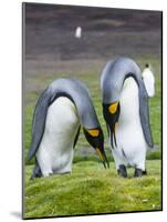 King Penguin, Falkland Islands, South Atlantic. Courtship Display-Martin Zwick-Mounted Photographic Print