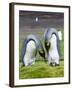 King Penguin, Falkland Islands, South Atlantic. Courtship Display-Martin Zwick-Framed Photographic Print