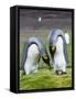 King Penguin, Falkland Islands, South Atlantic. Courtship Display-Martin Zwick-Framed Stretched Canvas