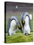 King Penguin, Falkland Islands, South Atlantic. Courtship Display-Martin Zwick-Stretched Canvas