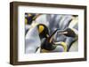 King Penguin, Falkland Islands, South Atlantic. Courtship Display-Martin Zwick-Framed Photographic Print