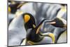 King Penguin, Falkland Islands, South Atlantic. Courtship Display-Martin Zwick-Mounted Photographic Print