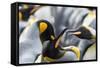 King Penguin, Falkland Islands, South Atlantic. Courtship Display-Martin Zwick-Framed Stretched Canvas