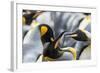 King Penguin, Falkland Islands, South Atlantic. Courtship Display-Martin Zwick-Framed Photographic Print