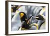 King Penguin, Falkland Islands, South Atlantic. Courtship Display-Martin Zwick-Framed Photographic Print