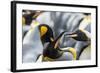 King Penguin, Falkland Islands, South Atlantic. Courtship Display-Martin Zwick-Framed Photographic Print