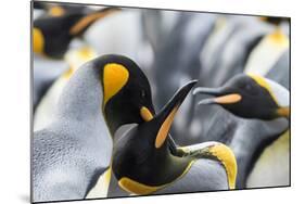 King Penguin, Falkland Islands, South Atlantic. Courtship Display-Martin Zwick-Mounted Photographic Print