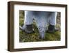 King Penguin, Falkland Islands, South Atlantic. Detail-Martin Zwick-Framed Photographic Print