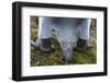 King Penguin, Falkland Islands, South Atlantic. Detail-Martin Zwick-Framed Photographic Print