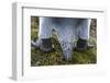 King Penguin, Falkland Islands, South Atlantic. Detail-Martin Zwick-Framed Photographic Print