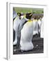 King Penguin, Falkland Islands, South Atlantic. Egg in Brood Pouch-Martin Zwick-Framed Photographic Print