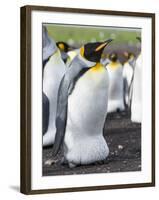 King Penguin, Falkland Islands, South Atlantic. Egg in Brood Pouch-Martin Zwick-Framed Photographic Print