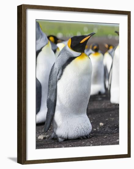 King Penguin, Falkland Islands, South Atlantic. Egg in Brood Pouch-Martin Zwick-Framed Photographic Print