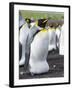 King Penguin, Falkland Islands, South Atlantic. Egg in Brood Pouch-Martin Zwick-Framed Photographic Print