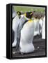 King Penguin, Falkland Islands, South Atlantic. Egg in Brood Pouch-Martin Zwick-Framed Stretched Canvas