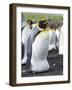 King Penguin, Falkland Islands, South Atlantic. Egg in Brood Pouch-Martin Zwick-Framed Photographic Print