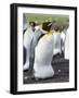 King Penguin, Falkland Islands, South Atlantic. Egg in Brood Pouch-Martin Zwick-Framed Photographic Print