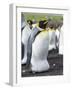 King Penguin, Falkland Islands, South Atlantic. Egg in Brood Pouch-Martin Zwick-Framed Photographic Print