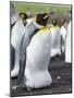 King Penguin, Falkland Islands, South Atlantic. Egg in Brood Pouch-Martin Zwick-Mounted Photographic Print