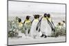 King Penguin, Falkland Islands, South Atlantic. Group of penguins marching-Martin Zwick-Mounted Photographic Print