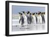 King Penguin, Falkland Islands, South Atlantic. Group of penguins marching-Martin Zwick-Framed Photographic Print