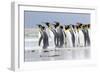 King Penguin, Falkland Islands, South Atlantic. Group of penguins marching-Martin Zwick-Framed Photographic Print