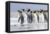 King Penguin, Falkland Islands, South Atlantic. Group of penguins marching-Martin Zwick-Framed Stretched Canvas