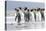 King Penguin, Falkland Islands, South Atlantic. Group of penguins marching-Martin Zwick-Stretched Canvas