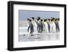 King Penguin, Falkland Islands, South Atlantic. Group of penguins marching-Martin Zwick-Framed Photographic Print