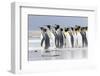 King Penguin, Falkland Islands, South Atlantic. Group of penguins marching-Martin Zwick-Framed Photographic Print