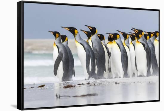 King Penguin, Falkland Islands, South Atlantic. Group of penguins marching-Martin Zwick-Framed Stretched Canvas