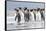 King Penguin, Falkland Islands, South Atlantic. Group of penguins marching-Martin Zwick-Framed Stretched Canvas