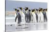 King Penguin, Falkland Islands, South Atlantic. Group of penguins marching-Martin Zwick-Stretched Canvas