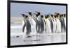 King Penguin, Falkland Islands, South Atlantic. Group of penguins marching-Martin Zwick-Framed Photographic Print