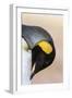 King Penguin, Falkland Islands, South Atlantic. Portrait-Martin Zwick-Framed Premium Photographic Print