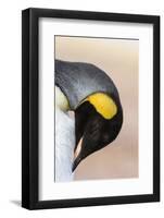 King Penguin, Falkland Islands, South Atlantic. Portrait-Martin Zwick-Framed Photographic Print