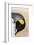 King Penguin, Falkland Islands, South Atlantic. Portrait-Martin Zwick-Framed Photographic Print