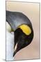 King Penguin, Falkland Islands, South Atlantic. Portrait-Martin Zwick-Mounted Photographic Print